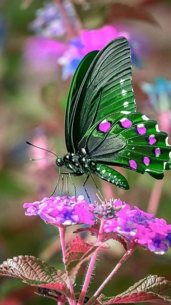 Butterfly DP 63