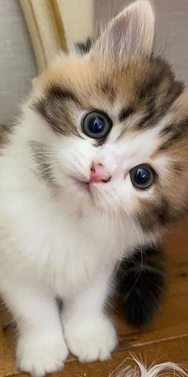 Cat DP 47
