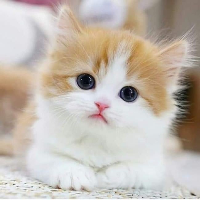Cat DP 1