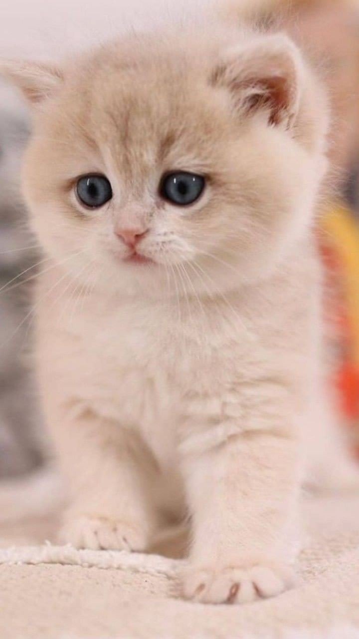 Cat DP 4