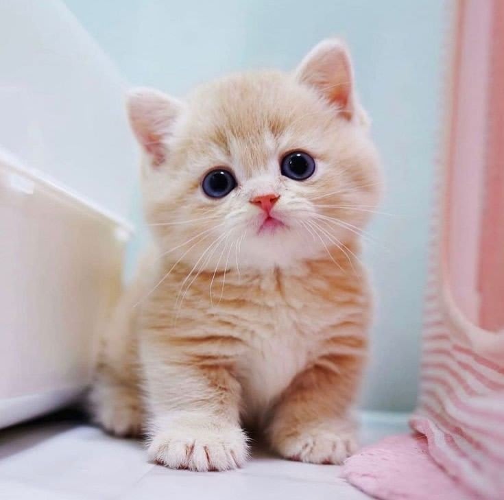 Cat DP 2