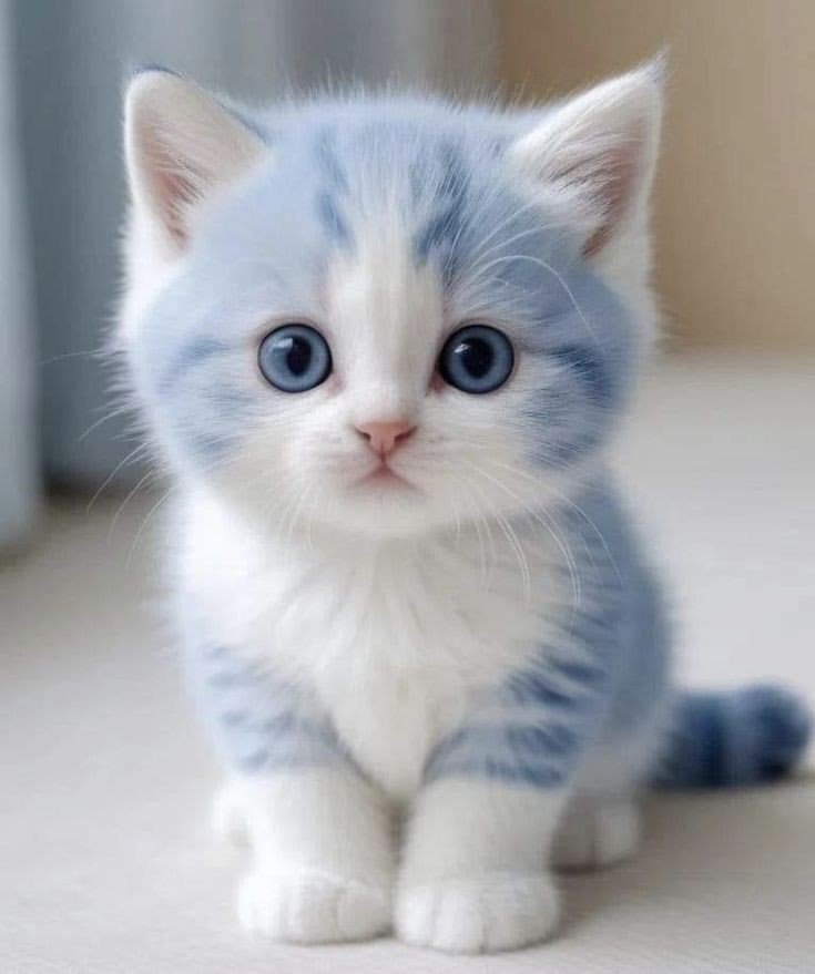 Cat DP 5