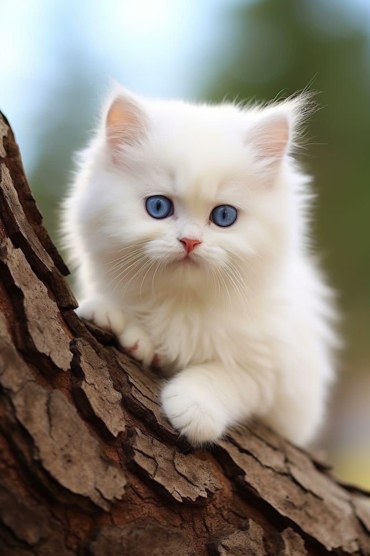 Cat DP 74