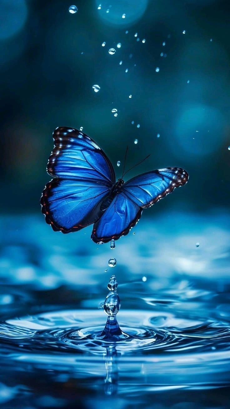 Butterfly DP 5