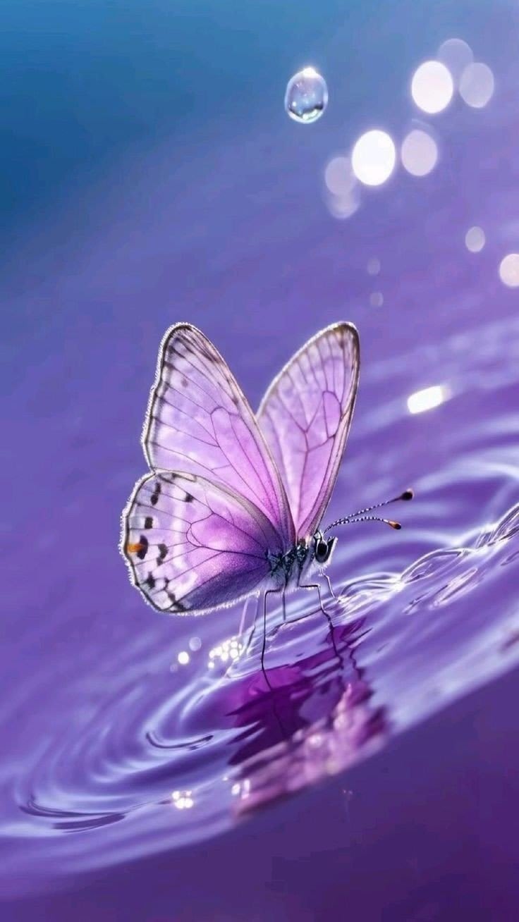 Butterfly DP 31