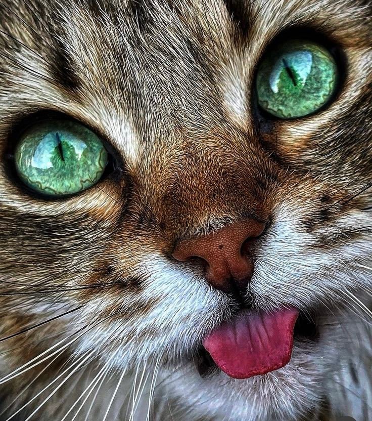 Cat DP 73