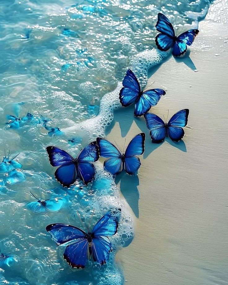Butterfly DP 70
