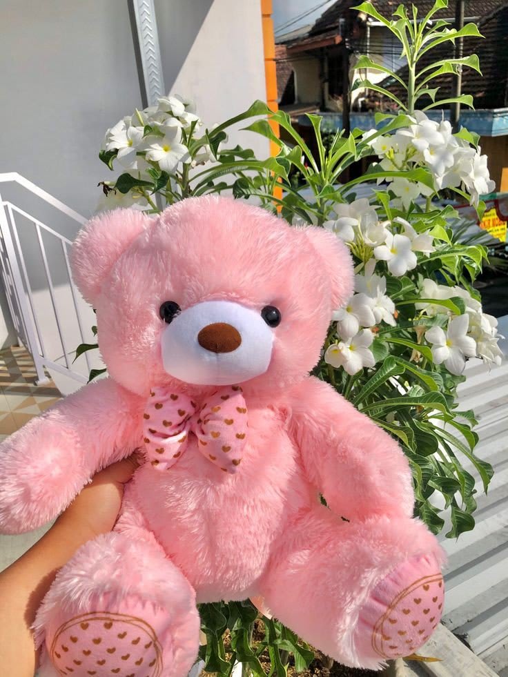 Teddy Bear Images 75