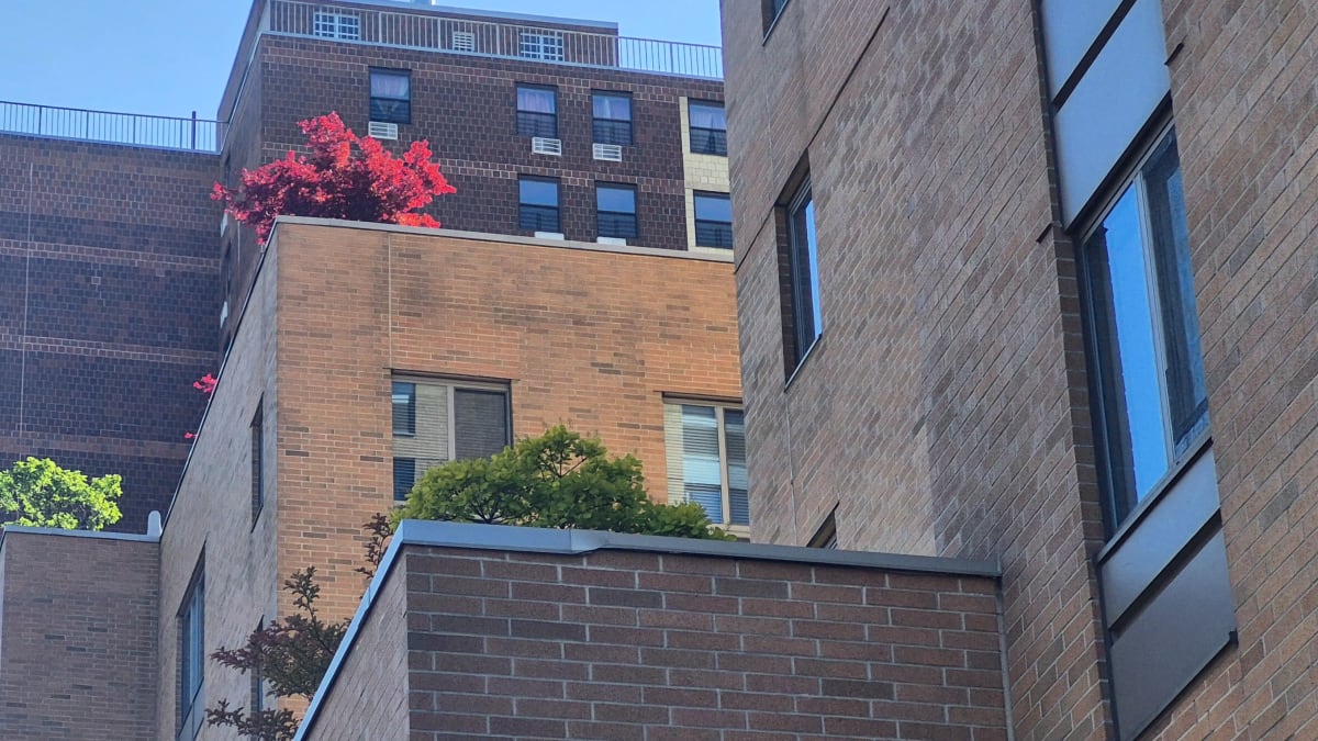 Brick apartment building facades and rooftops with a red-leaved tree on a terrace against a blue sky