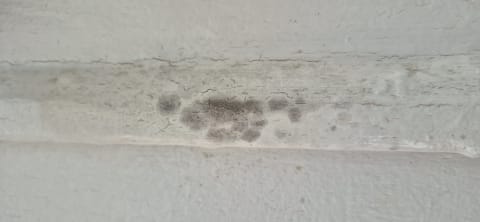 Mold in NYC apartment