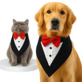PawsIndia 3