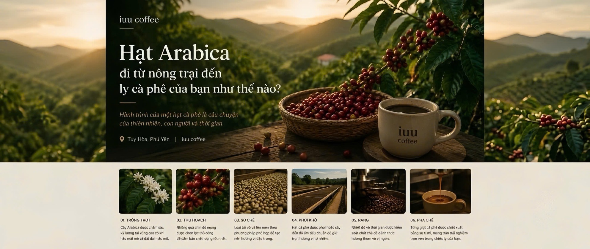 Từ nông trại đến chiếc ly của bạn: Hành trình của một hạt Arabica