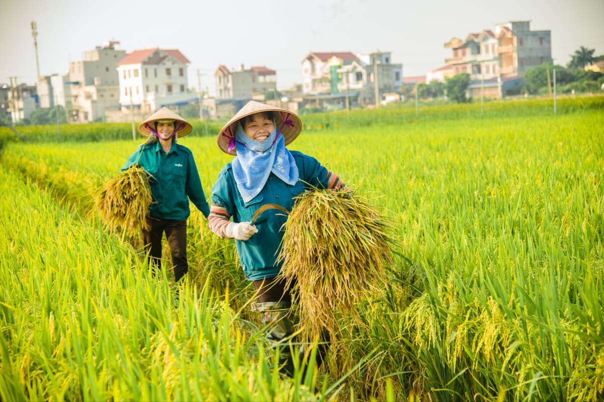 Bộ NN-MT kêu gọi duy trì ổn định sản xuất, thu mua nông sản