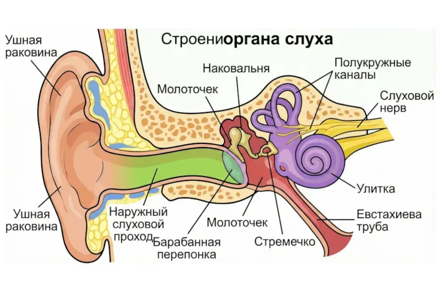 Орган слуха: строение и значение для человека
