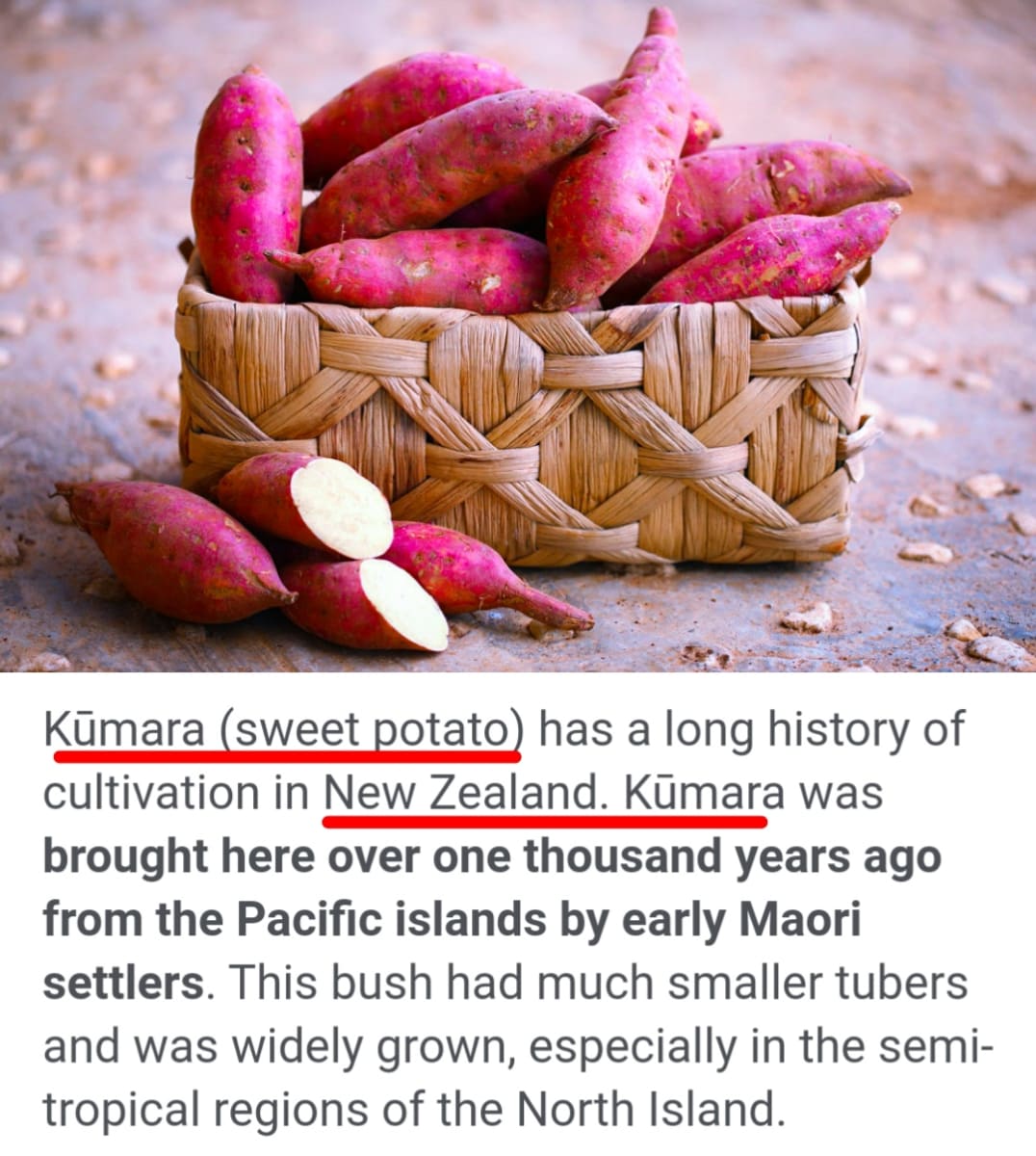 New Zealand Pallar Mallar Kumara Maori People | நியூசிலாந்து நாட்டில் வாழும் பள்ளர் மள்ளர் மக்கள் மாவோரி குமரன்