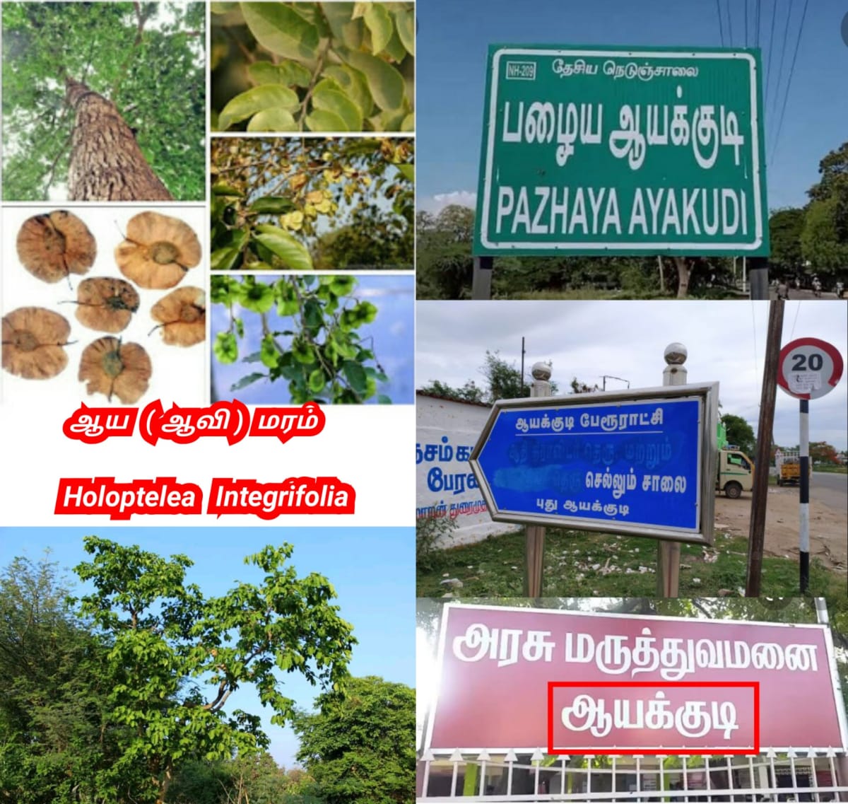 Aya Pallar Mallar World | ஆயா பள்ளர் மள்ளர் உலகம்