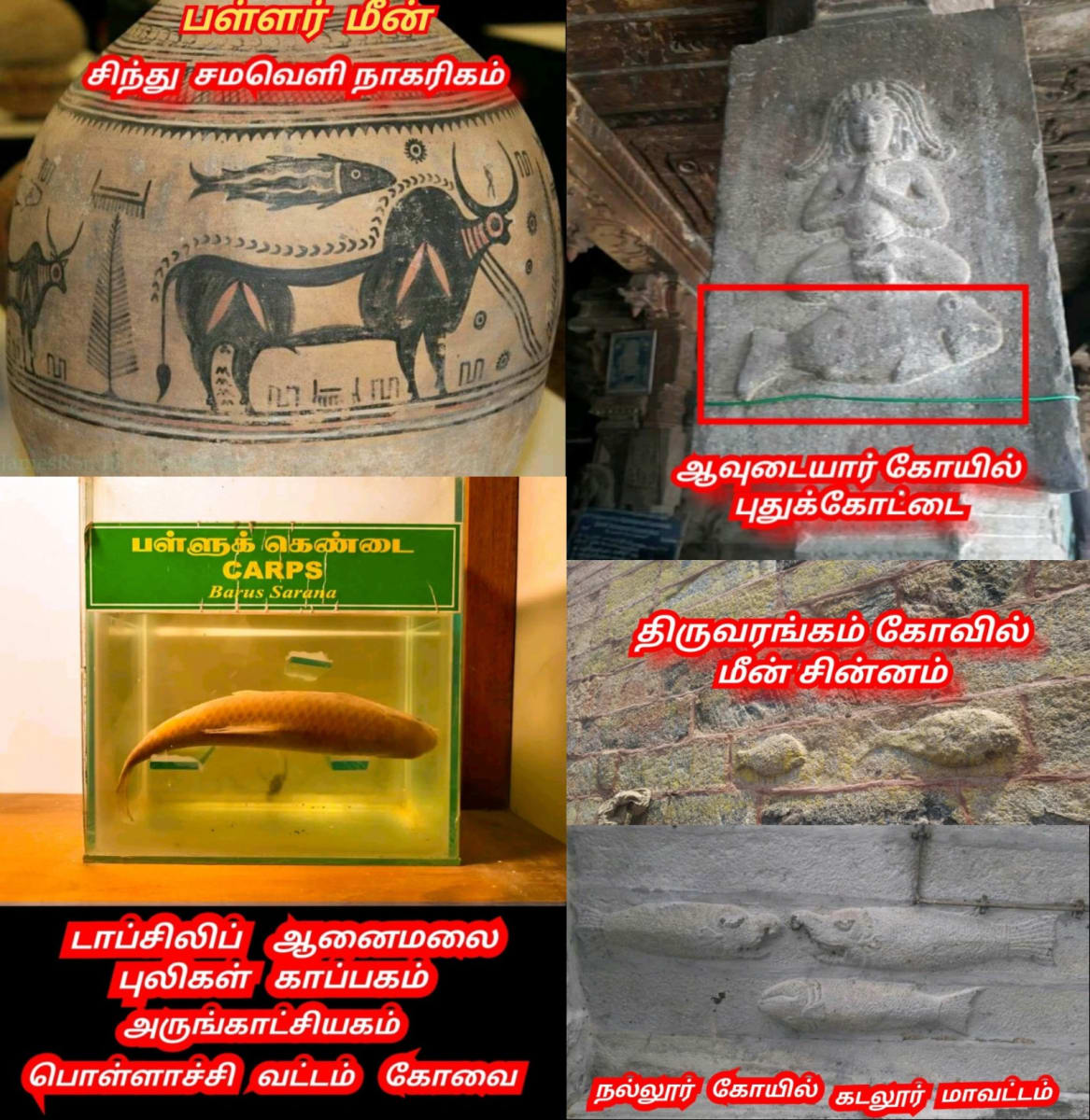 Part  2  Pandian Pandiyar Symbol Fish Kayal Pallar Mallar | பாகம் 2  பாண்டியர் பாண்டியன் அரச சின்னம் இரட்டை மீன் பள்ளர் மள்ளர்