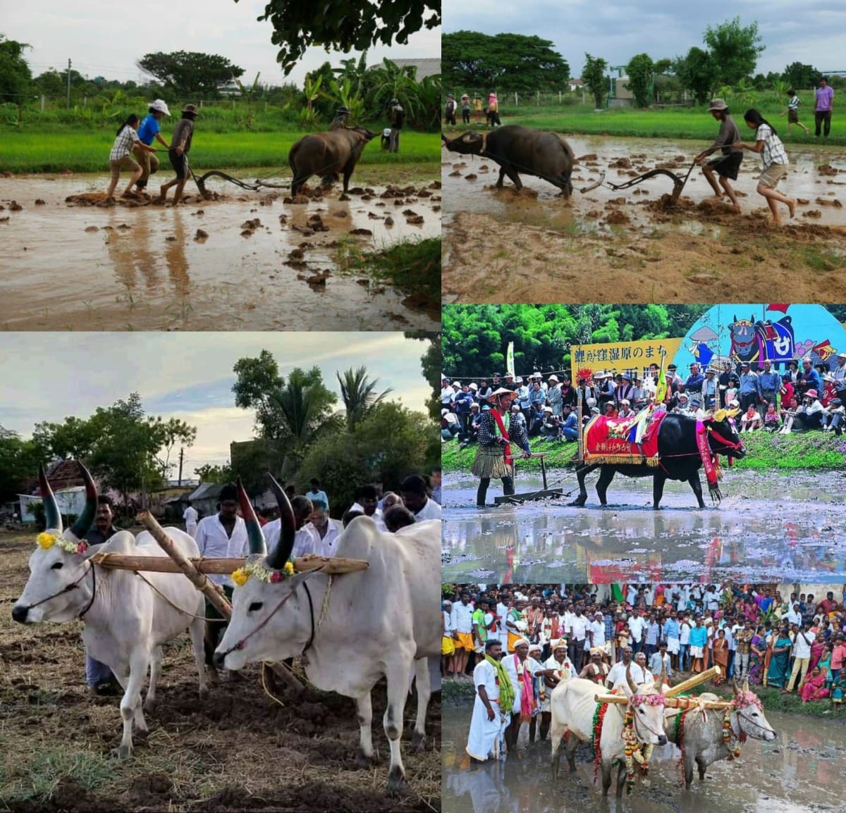 Ponner Royal Ploughing Ceremony Pallar Mallar World | பொன்னேர் பூட்டுதல் ஏர் மங்கலம் பள்ளர் மள்ளர்