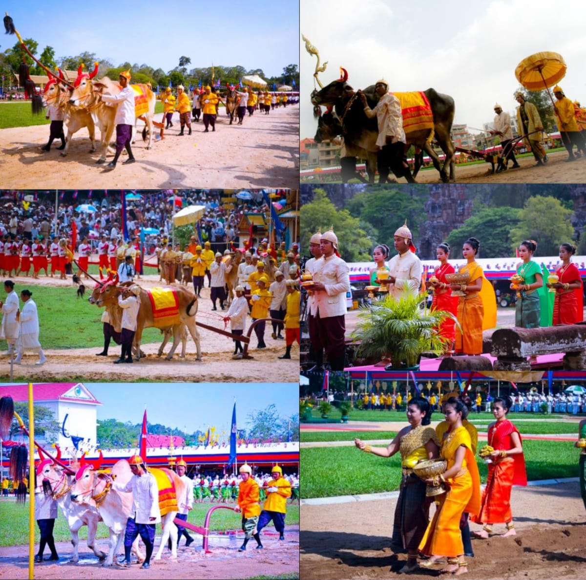 Ponner Royal Ploughing Ceremony Pallar Mallar World | பொன்னேர் பூட்டுதல் ஏர் மங்கலம் பள்ளர் மள்ளர்