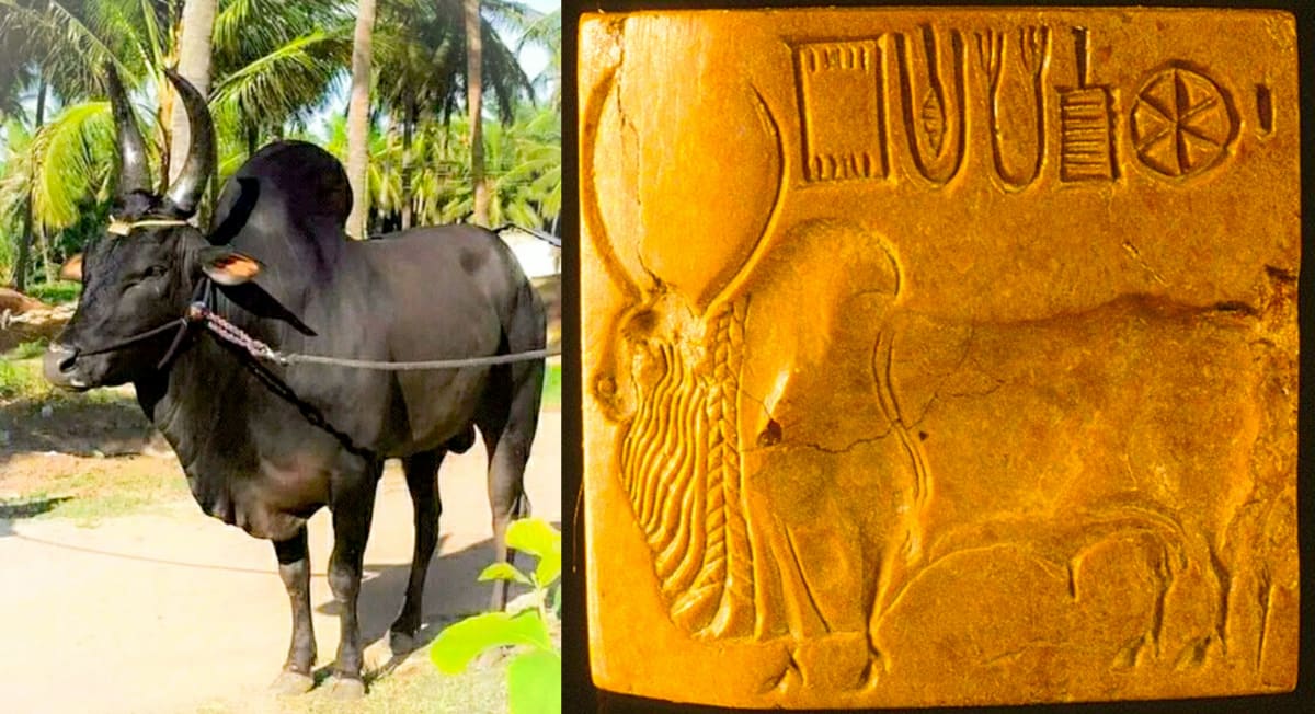 Pakistan Indusvalley Civilization Pallar Mallar Ancient Tamil | சிந்து சமவெளி நாகரிகம் பாகிஸ்தான் பள்ளர் மள்ளர்