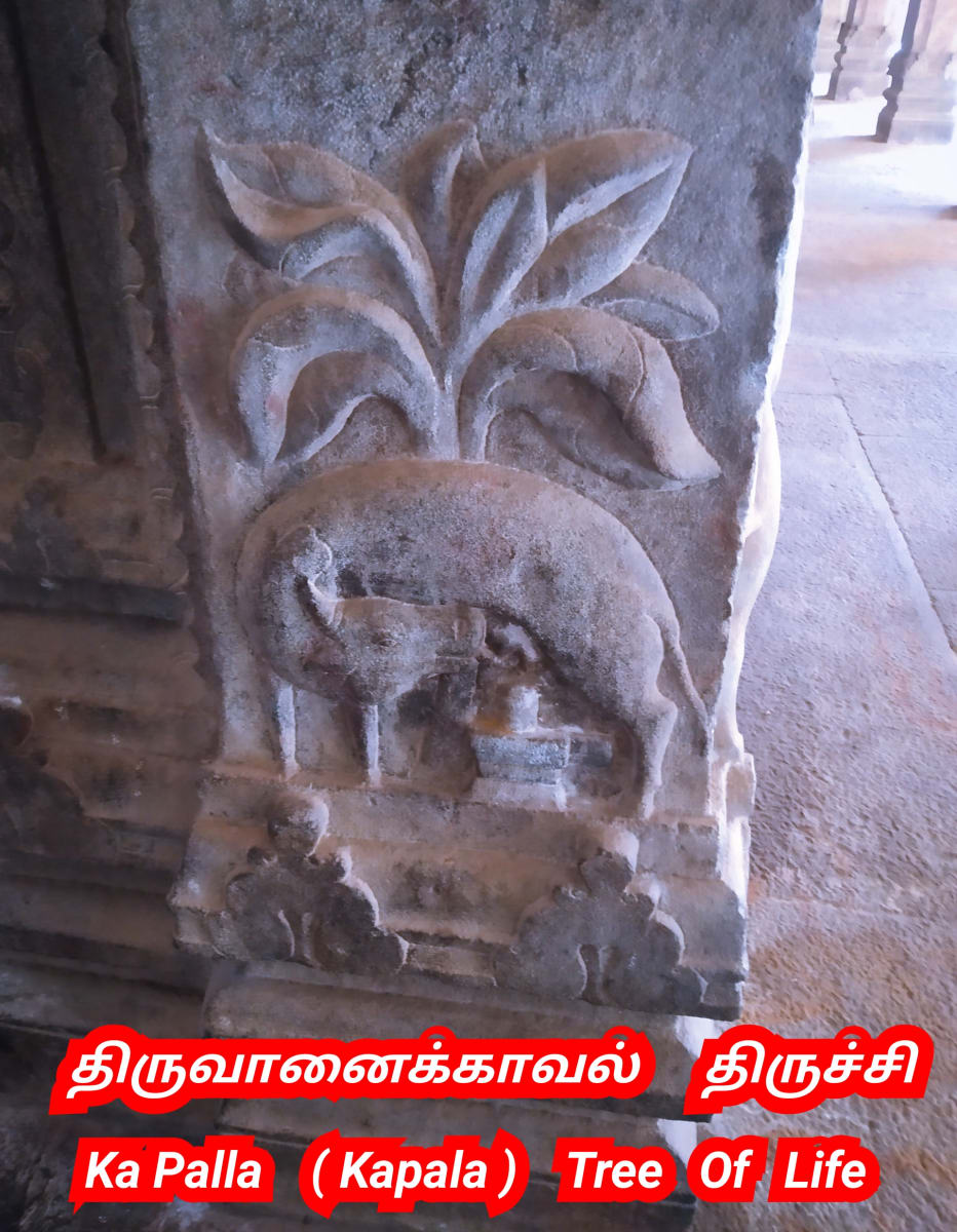 Kamadhenu God Pallar Mallar Shivan Isan Esan Murugan | காமதேனு பசு சிவன் ஈசன் முருகன் கடவுள்கள் பள்ளர் மள்ளர்
