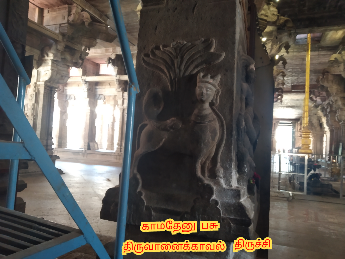 Kamadhenu God Pallar Mallar Shivan Isan Esan Murugan | காமதேனு பசு சிவன் ஈசன் முருகன் கடவுள்கள் பள்ளர் மள்ளர்
