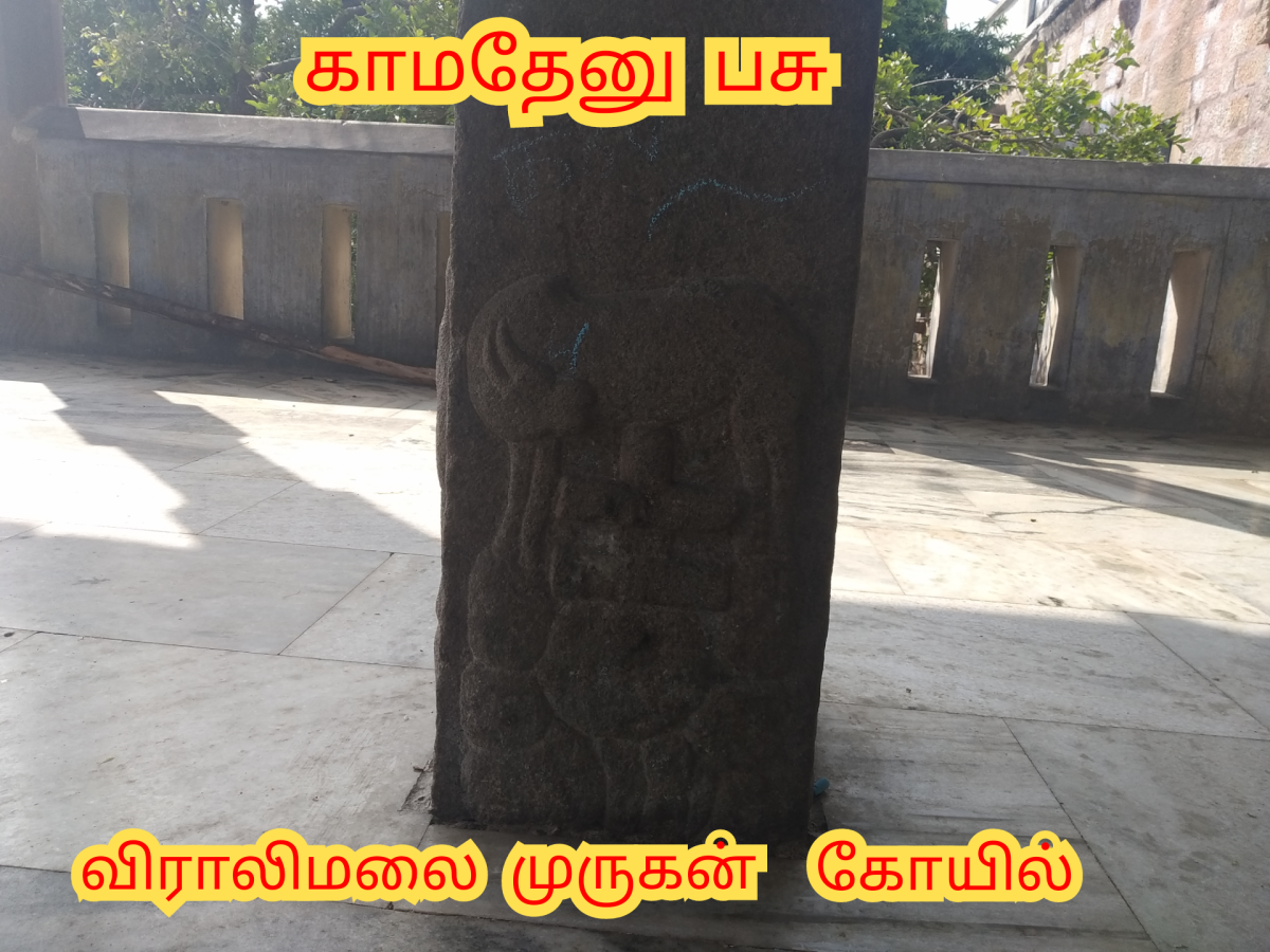Kamadhenu God Pallar Mallar Shivan Isan Esan Murugan | காமதேனு பசு சிவன் ஈசன் முருகன் கடவுள்கள் பள்ளர் மள்ளர்