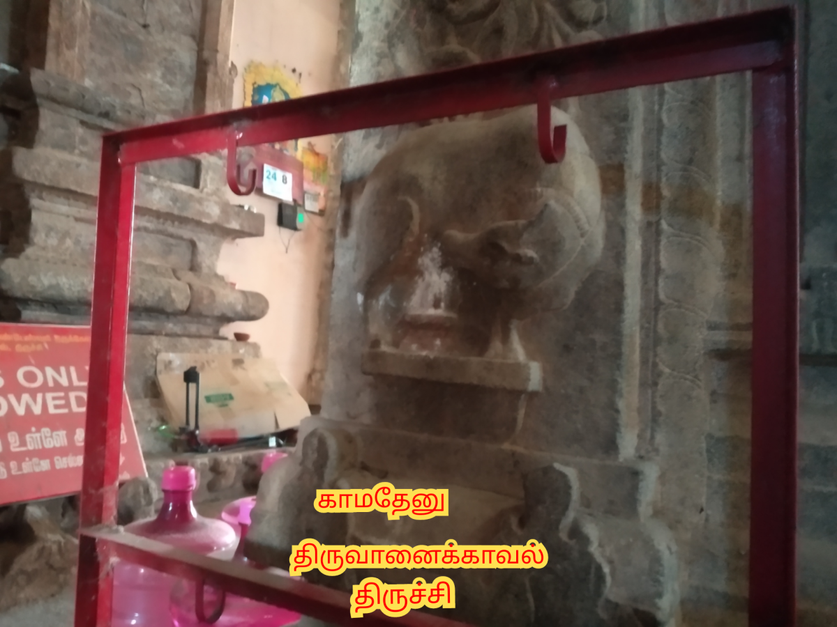 Kamadhenu God Pallar Mallar Shivan Isan Esan Murugan | காமதேனு பசு சிவன் ஈசன் முருகன் கடவுள்கள் பள்ளர் மள்ளர்