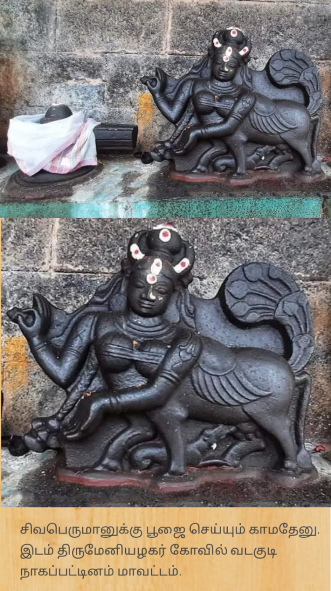 Kamadhenu God Pallar Mallar Shivan Isan Esan Murugan | காமதேனு பசு சிவன் ஈசன் முருகன் கடவுள்கள் பள்ளர் மள்ளர்