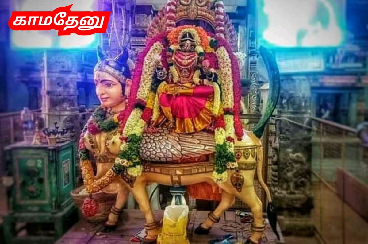 Kamadhenu God Pallar Mallar Shivan Isan Esan Murugan | காமதேனு பசு சிவன் ஈசன் முருகன் கடவுள்கள் பள்ளர் மள்ளர்