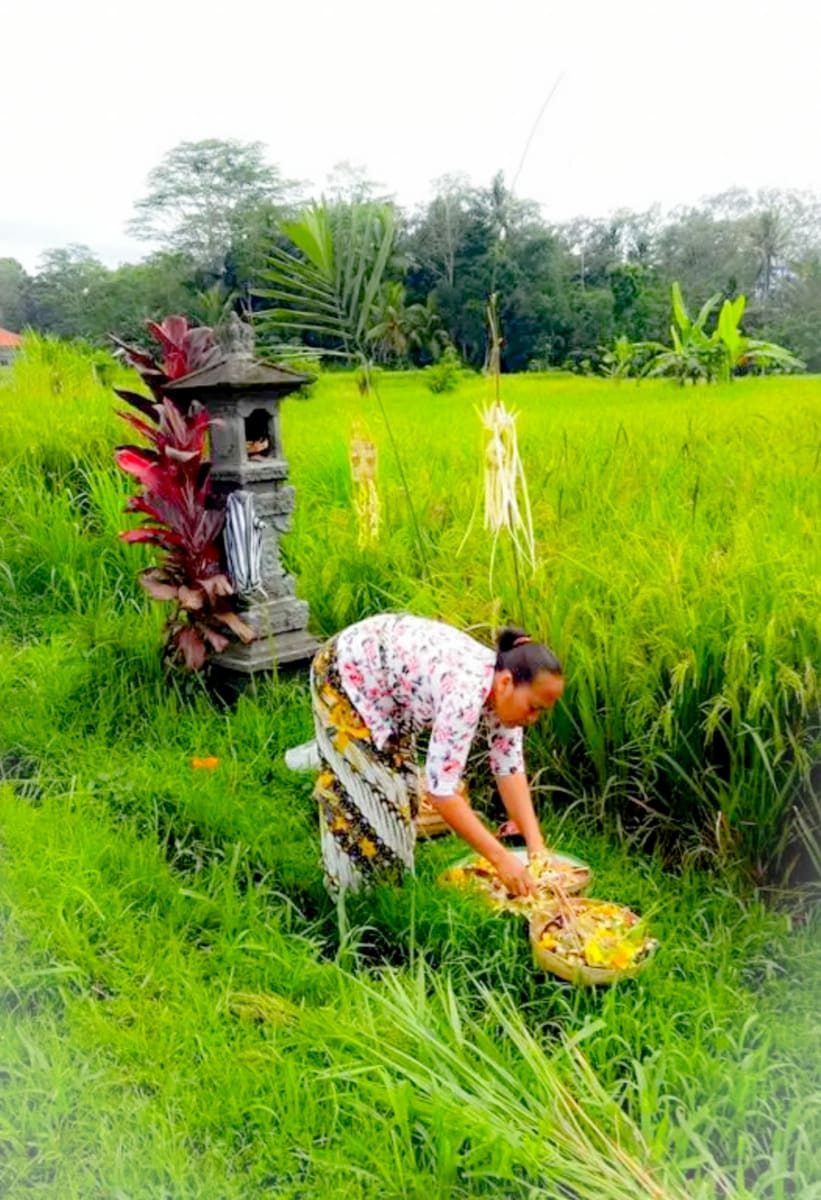 Indonesia Dewi God Pallar Mallar Agriculture God | இந்தோனேஷியா தேவி கடவுள் பள்ளர் மள்ளர் வேளாண்மை கடவுள் தேவி