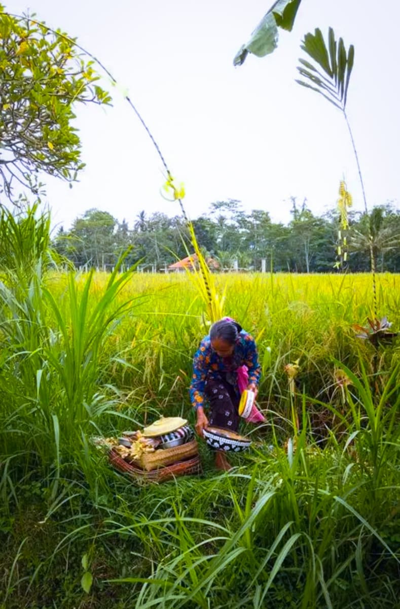 Indonesia Dewi God Pallar Mallar Agriculture God | இந்தோனேஷியா தேவி கடவுள் பள்ளர் மள்ளர் வேளாண்மை கடவுள் தேவி