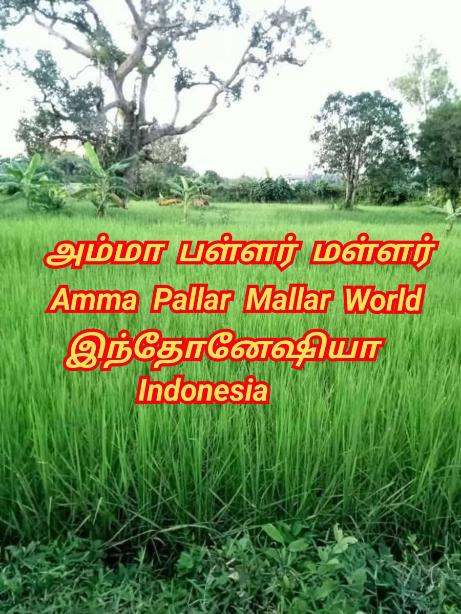 Amma Pallar Mallar World | அம்மா பள்ளர் மள்ளர்