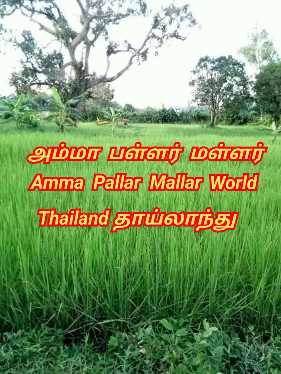 Amma Pallar Mallar World | அம்மா பள்ளர் மள்ளர்