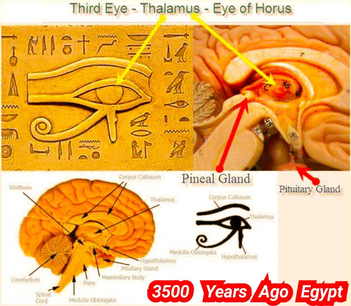 Mukthi Kapalam Mukthi Third Eye Horus SunDisk Siddhar Immortal Pallar Mallar Kapala | முக்தி கபாலம் Mukthi Third Eye Horus SunDisk Siddhar Immortal Pallar Mallar Kapala