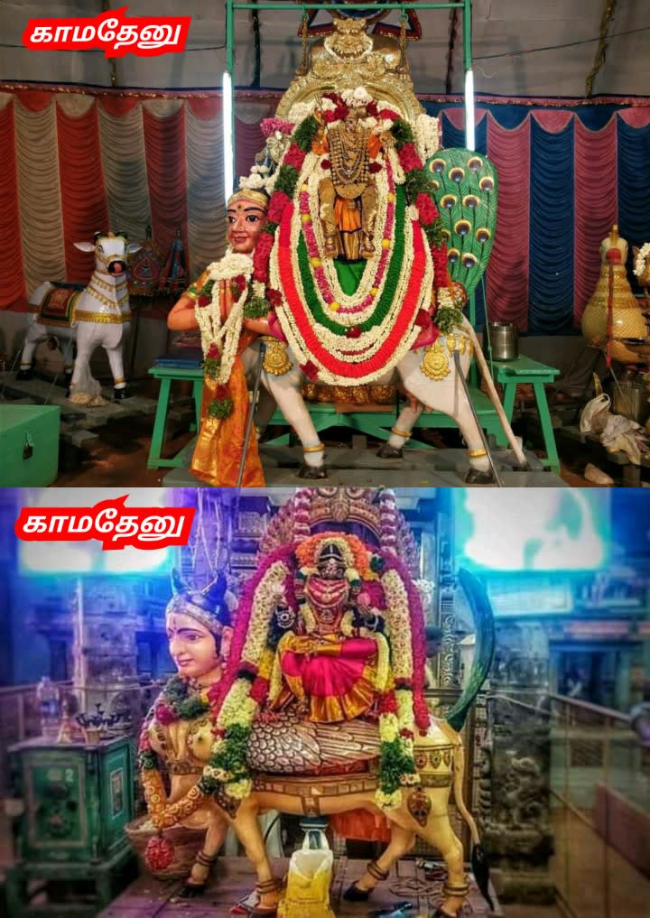 Kamathenu Pasu Sivan Kamadhenu Cow God Shivan Pallar Mallar | காமதேனு பசு சிவன் Kamadhenu cow God Shivan Pallar Mallar