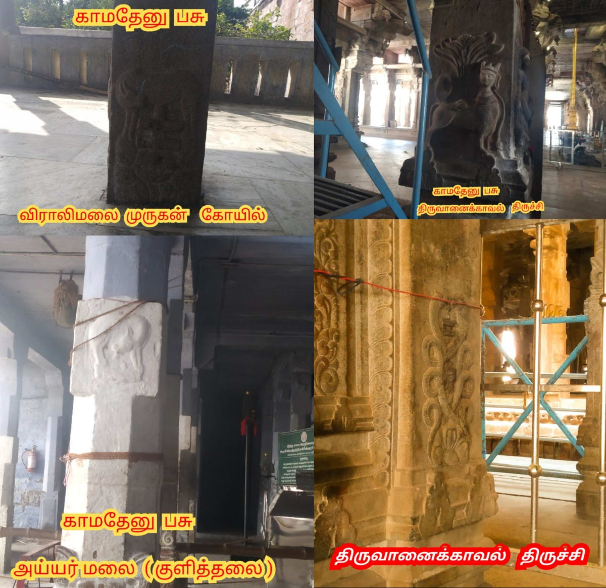 Kamathenu Pasu Sivan Kamadhenu Cow God Shivan Pallar Mallar | காமதேனு பசு சிவன் Kamadhenu cow God Shivan Pallar Mallar