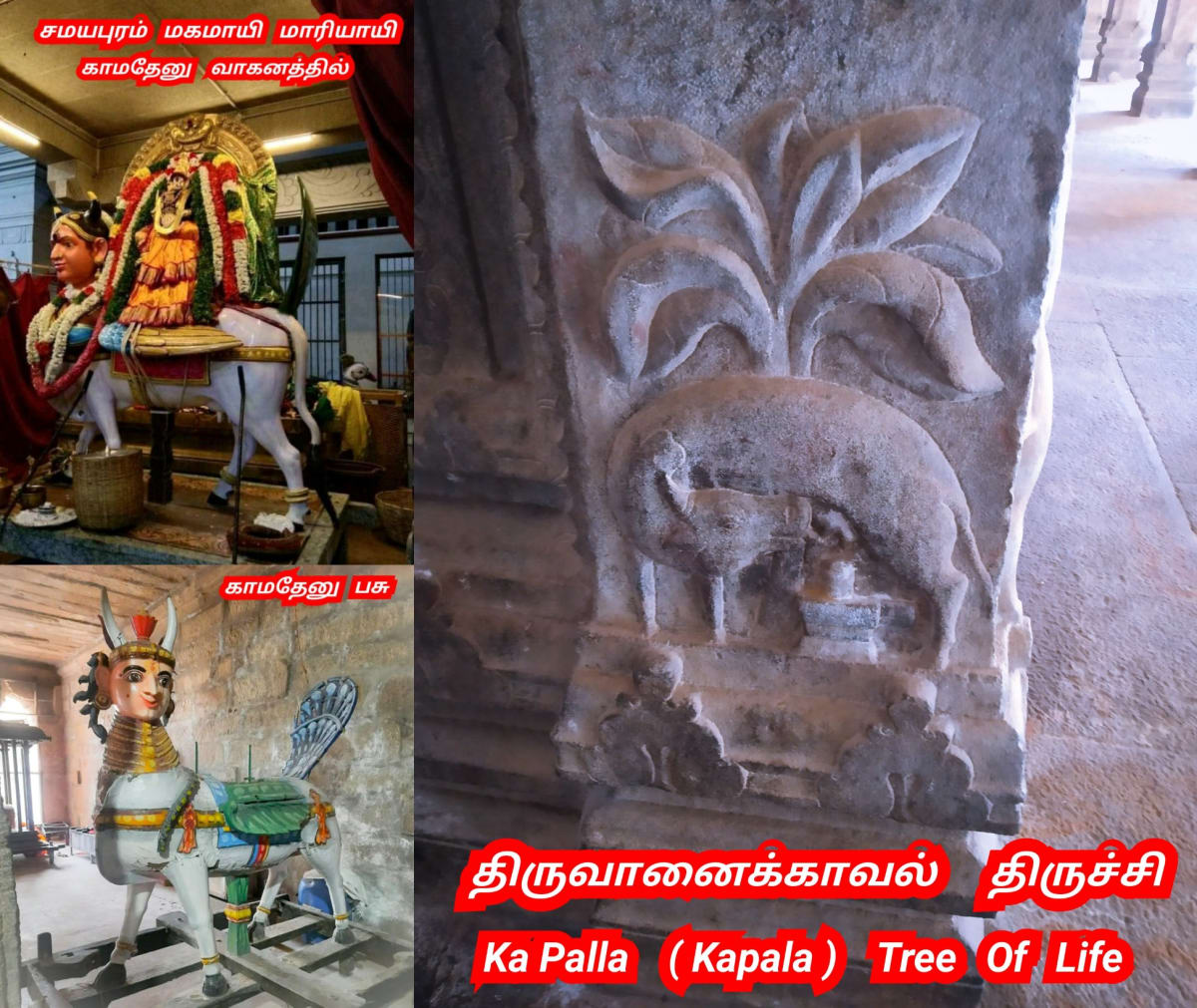 Kamathenu Pasu Sivan Kamadhenu Cow God Shivan Pallar Mallar | காமதேனு பசு சிவன் Kamadhenu cow God Shivan Pallar Mallar