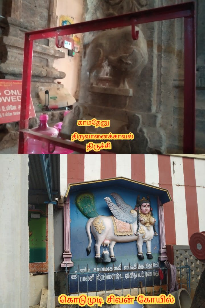 Kamathenu Pasu Sivan Kamadhenu Cow God Shivan Pallar Mallar | காமதேனு பசு சிவன் Kamadhenu cow God Shivan Pallar Mallar