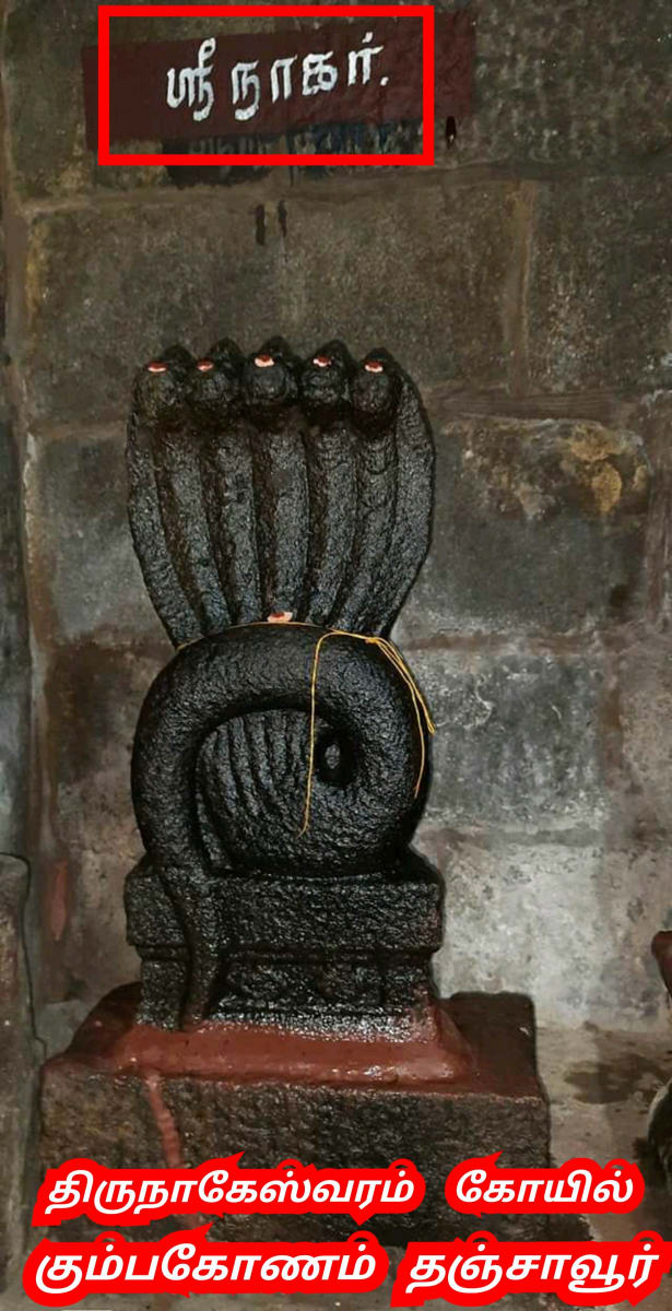 Pampu Vazhipadu Ulakam Muzhuvathum Pallar Mallar Vazhipattanar Snake Worship World Pallar Mallar | பாம்பு வழிபாடு உலகம் முழுவதும் பள்ளர் மள்ளர் வழிபட்டனர் Snake Worship World Pallar Mallar