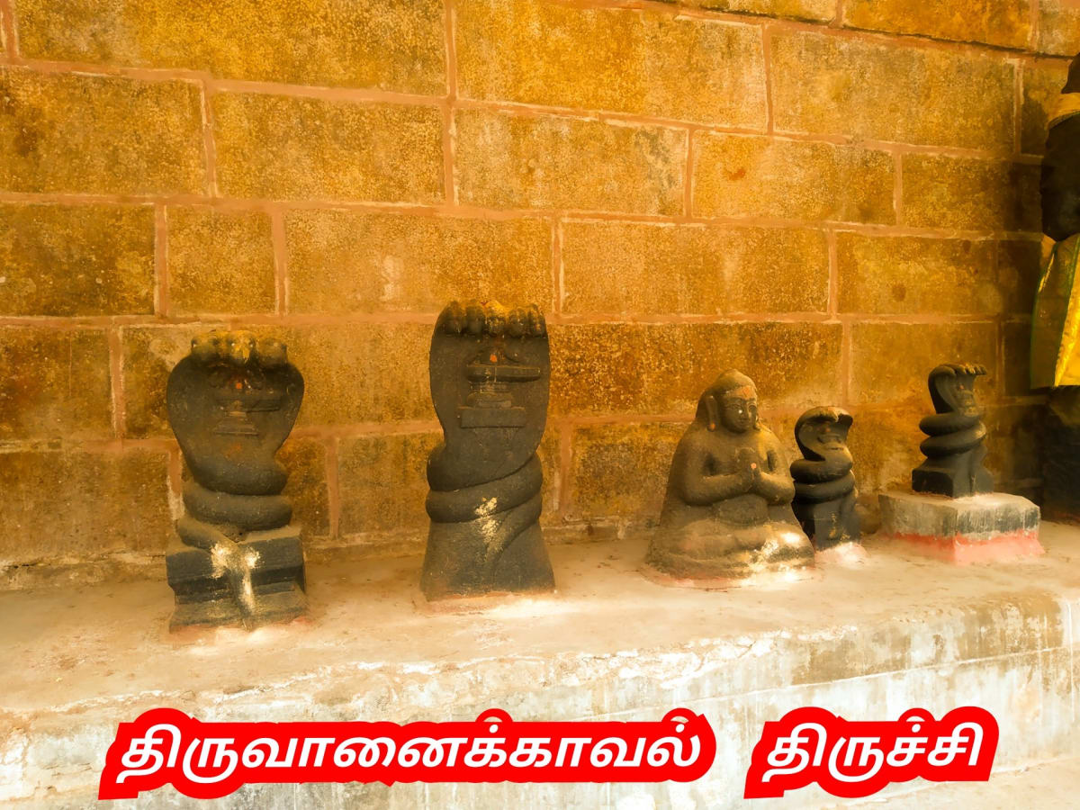 Pampu Vazhipadu Ulakam Muzhuvathum Pallar Mallar Vazhipattanar Snake Worship World Pallar Mallar | பாம்பு வழிபாடு உலகம் முழுவதும் பள்ளர் மள்ளர் வழிபட்டனர் Snake Worship World Pallar Mallar