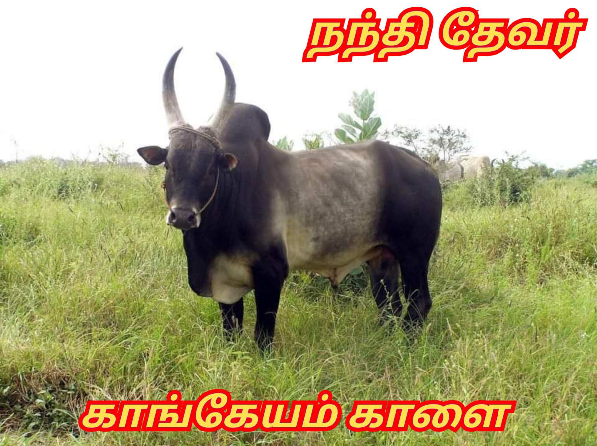Kalai Madukal Ulakam Muzhuvathum Pallar Mallar Theyvamaka Vazhipattanar Bull God Pallar Mallar World | காளை மாடுகள் உலகம் முழுவதும் பள்ளர் மள்ளர் தெய்வமாக வழிபட்டனர் Bull God Pallar Mallar World