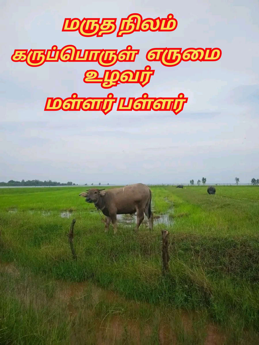 Erumai Madu Maruthanila Karupporul Mallar Pallar Sivan Korravai | எருமை மாடு மருதநில கருப்பொருள் மள்ளர் பள்ளர் சிவன் கொற்றவை