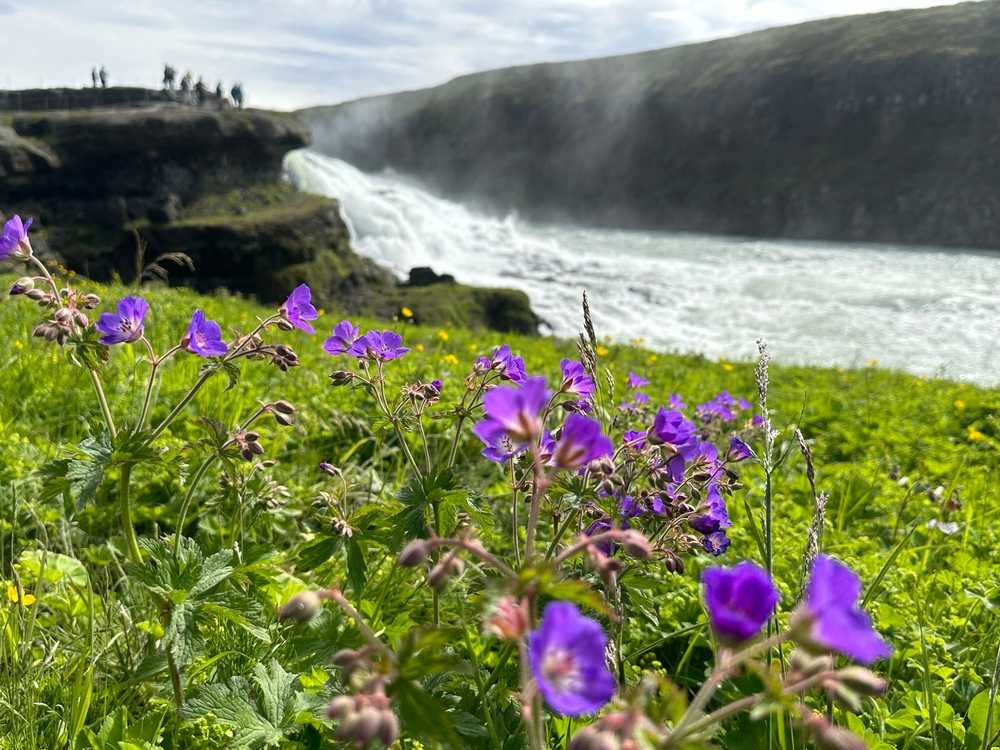 Purple wildflowers in front of a powerful Iceland waterfall in spring