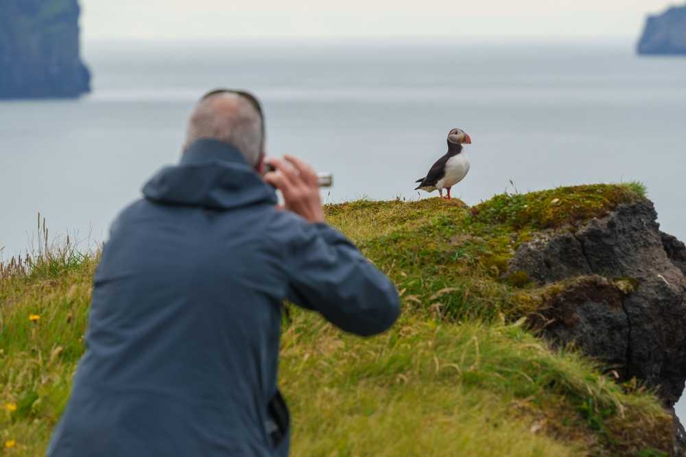 Photographer taking a picture of a puffin on a grassy Icelandic cliff