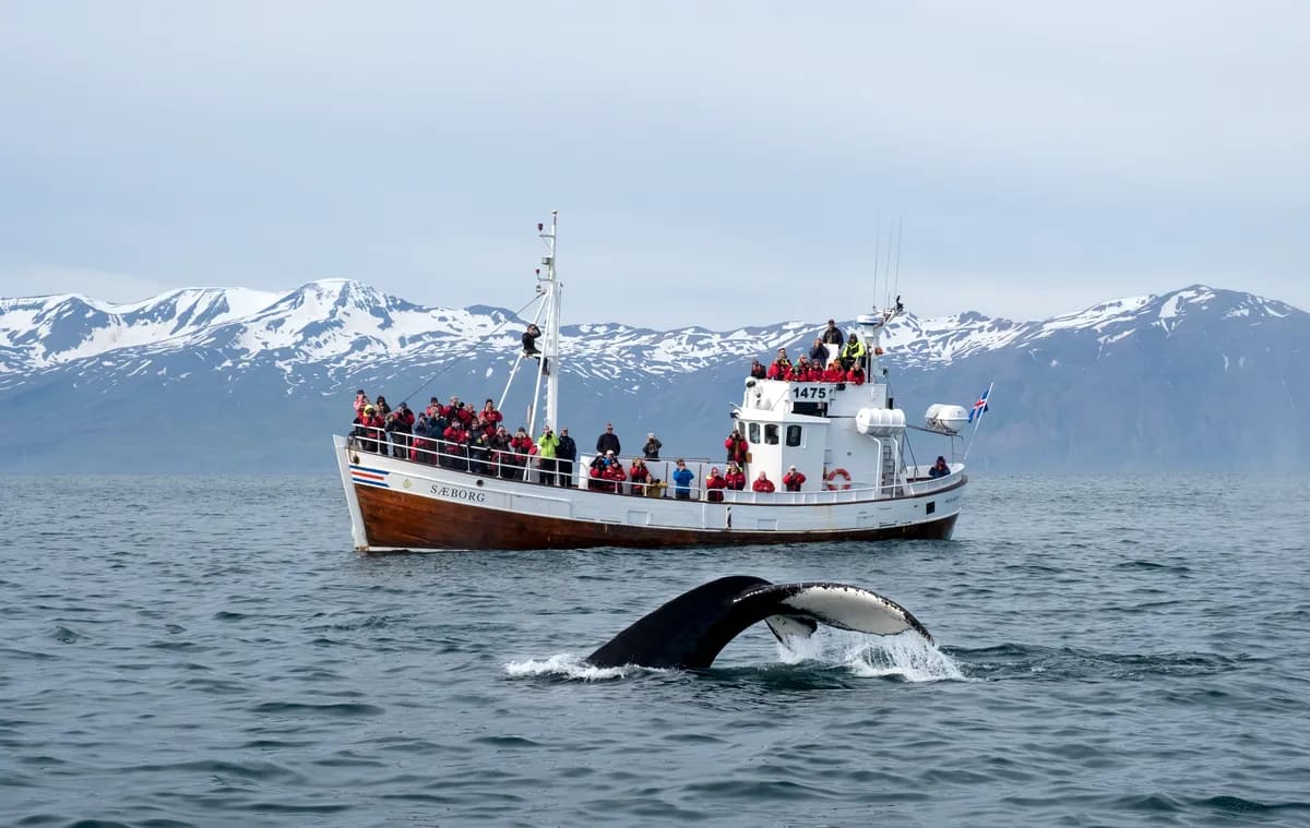 Humpback whale diving near a whale watching boat with travelers, snowy Icelandic mountains and calm fjord waters in North Iceland in May
