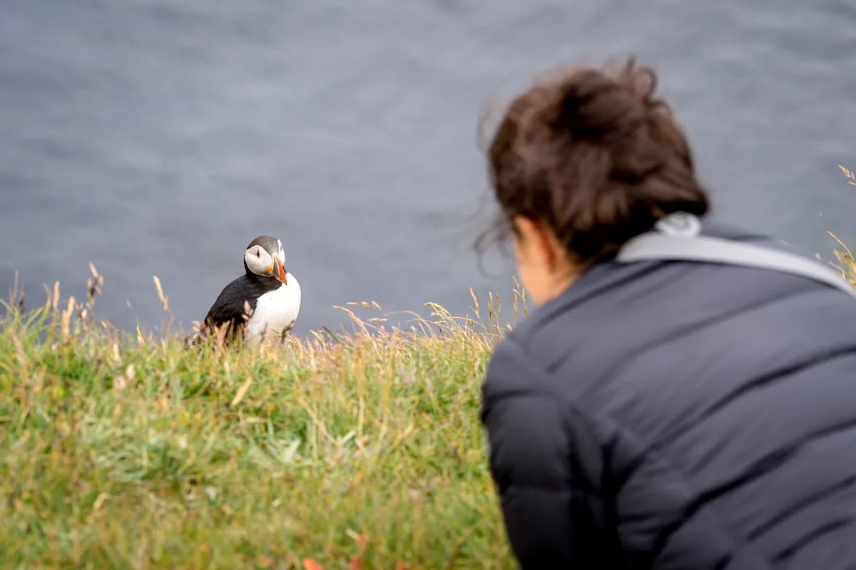 Traveler watching an Atlantic puffin on a grassy Iceland cliff above the sea, a memorable May wildlife encounter for bird lovers