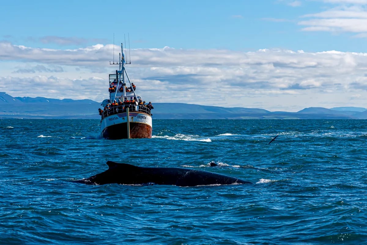 Whale surfaces near a whale watching boat off Iceland’s coast, with blue Atlantic waters, mountain views, and bright April sky
