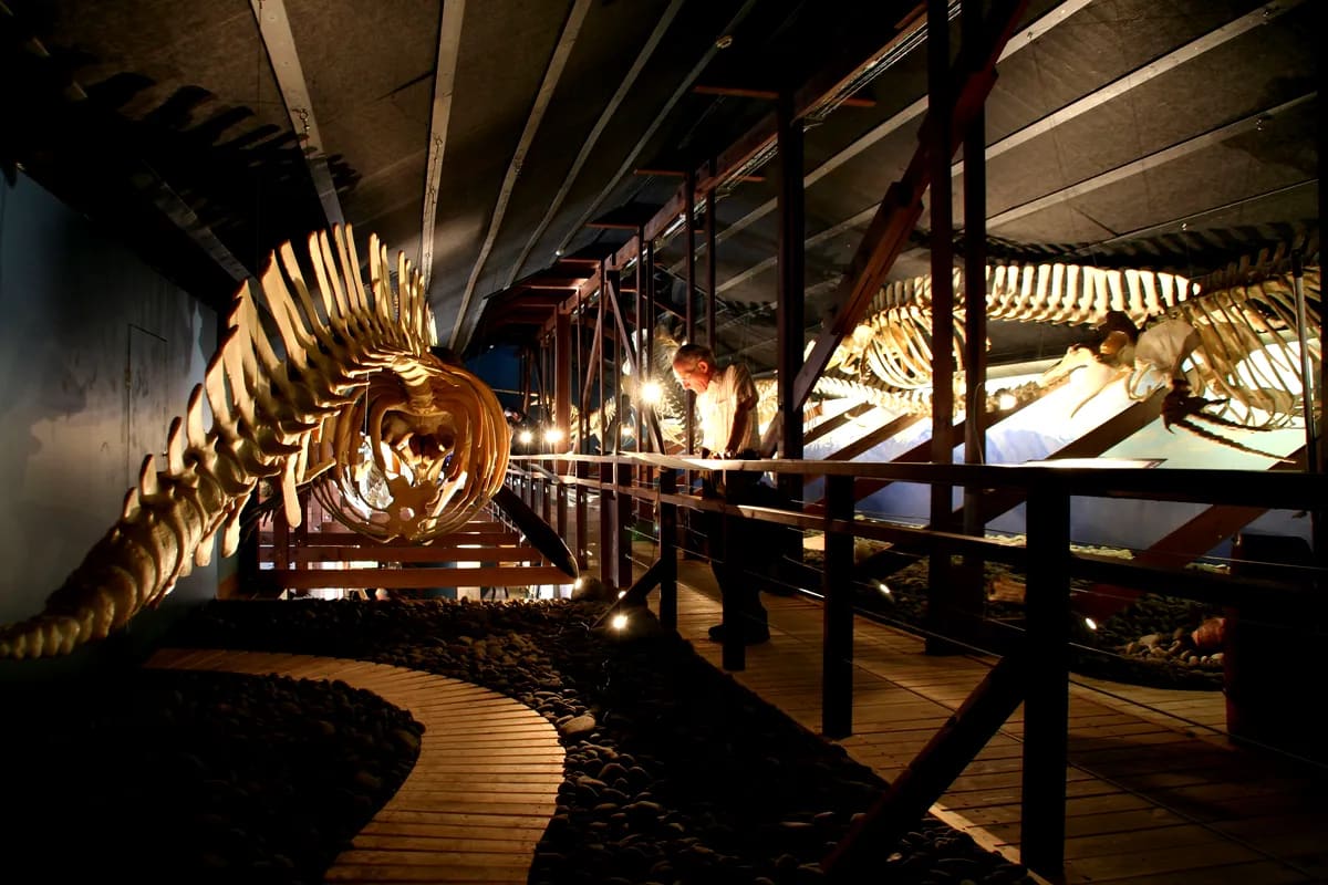 Illuminated whale skeletons inside an Iceland museum exhibit, with a visitor on a wooden walkway exploring marine history and culture
