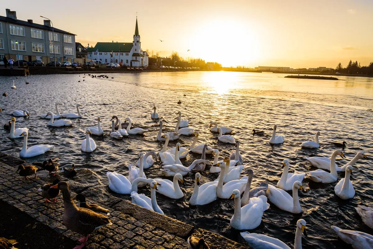 Swans gather on Reykjavik’s Tjörnin lake at golden sunset beside a white lakeside church, a peaceful stop in Iceland’s capital